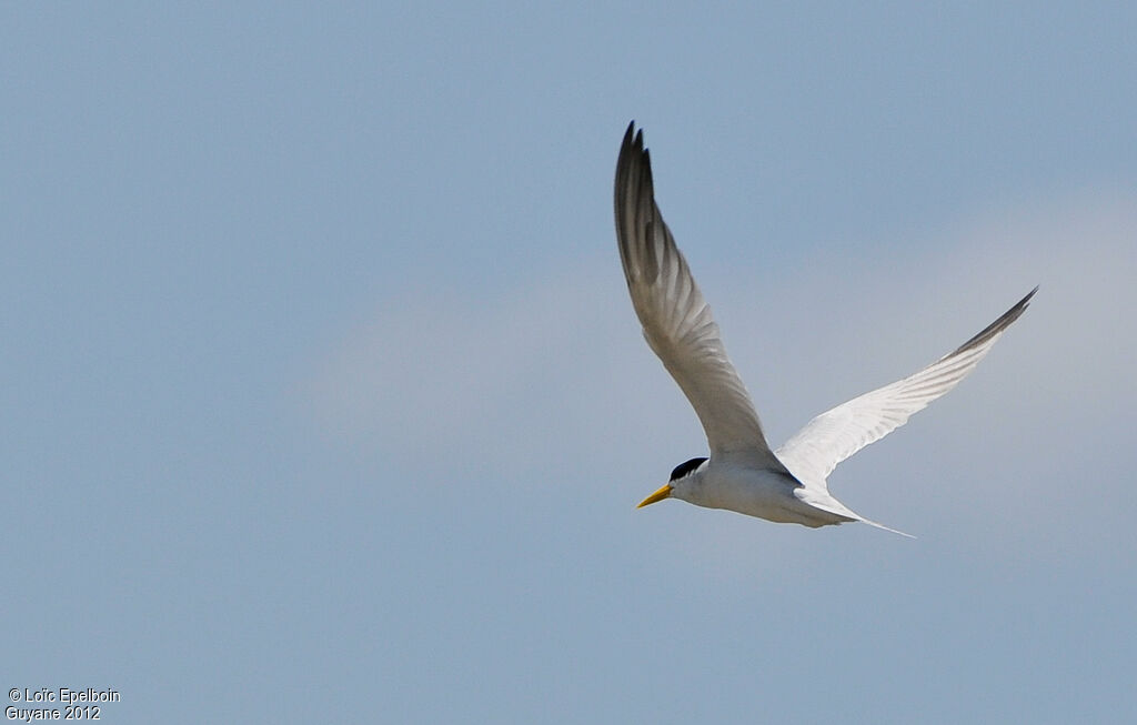 Yellow-billed Tern