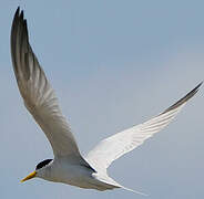 Yellow-billed Tern