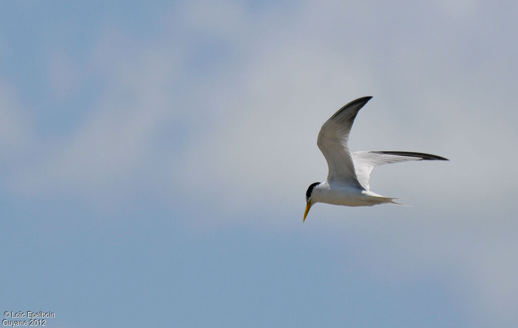 Yellow-billed Tern