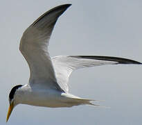 Yellow-billed Tern