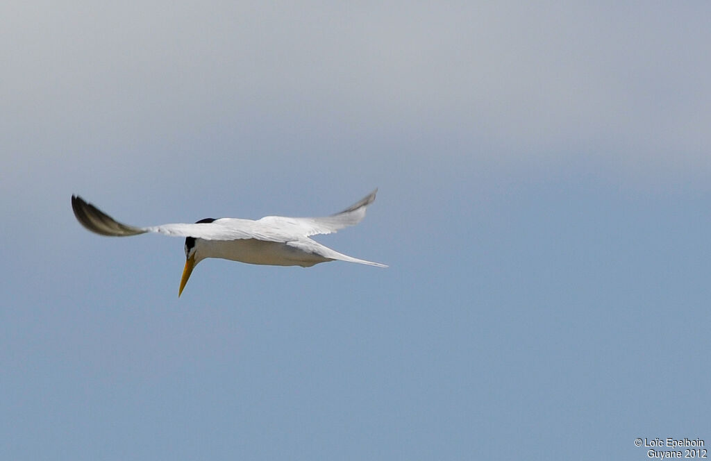 Yellow-billed Tern