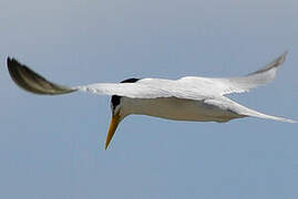 Yellow-billed Tern