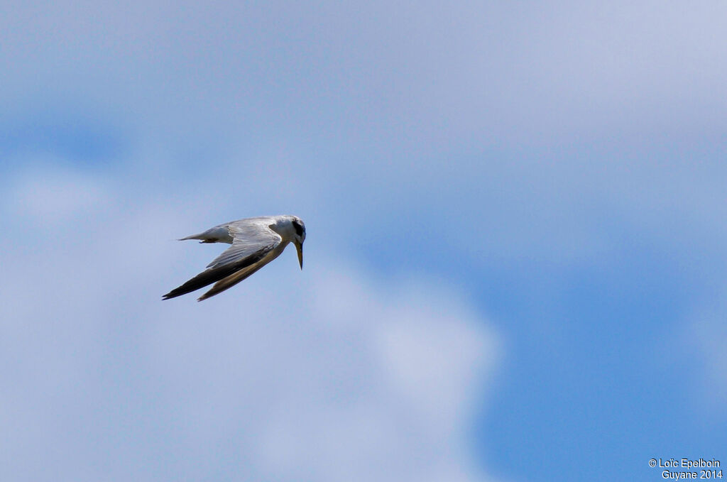 Yellow-billed Tern