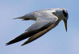 Yellow-billed Tern