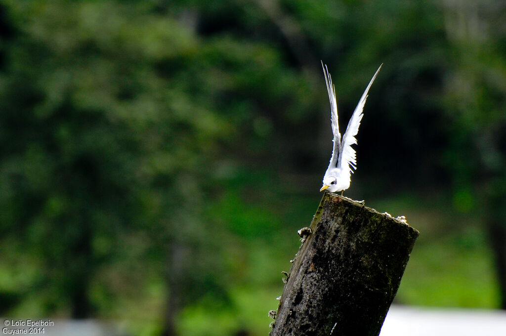 Yellow-billed Tern