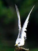 Yellow-billed Tern