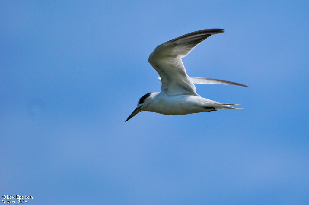 Yellow-billed Tern