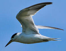 Yellow-billed Tern