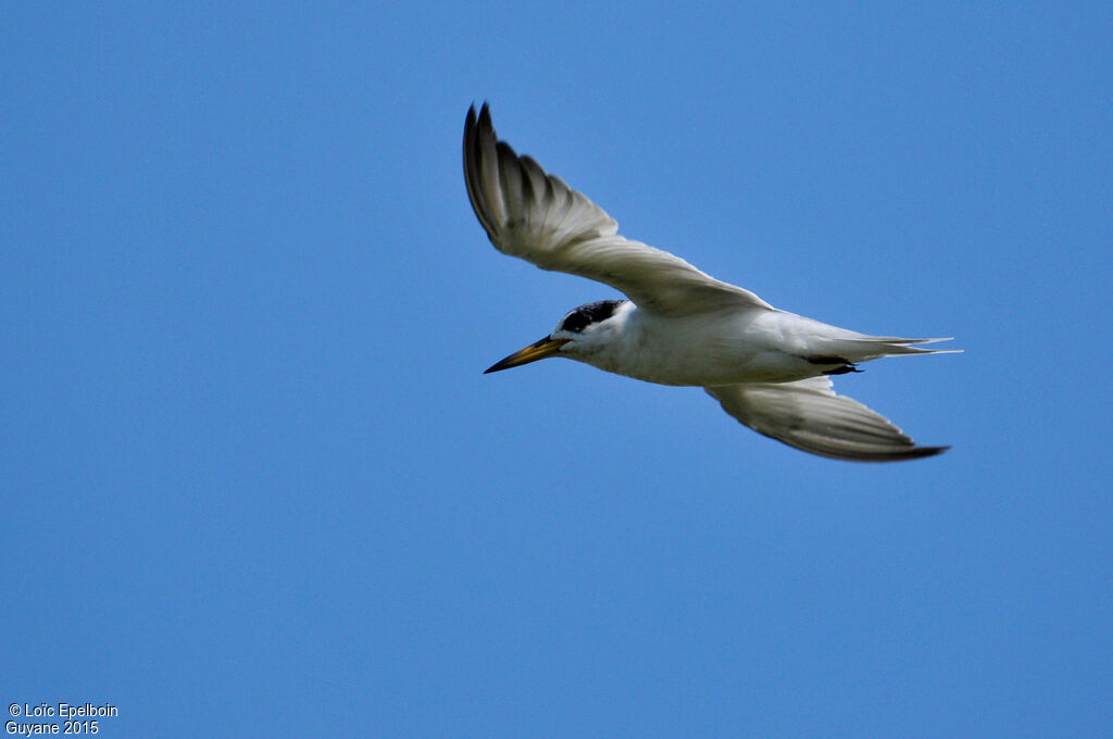 Yellow-billed Tern