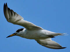 Yellow-billed Tern