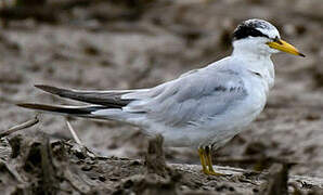 Yellow-billed Tern