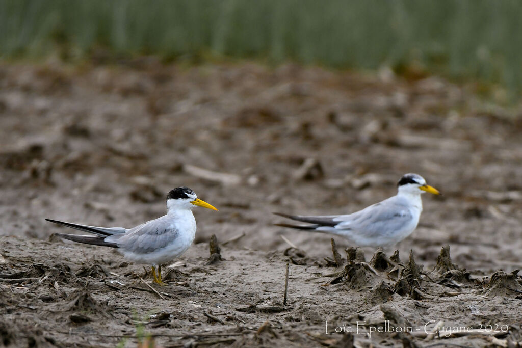 Yellow-billed Tern