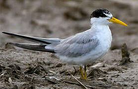 Yellow-billed Tern