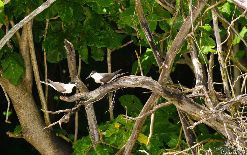 Bridled Tern