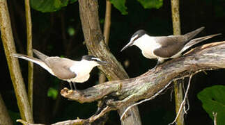 Bridled Tern