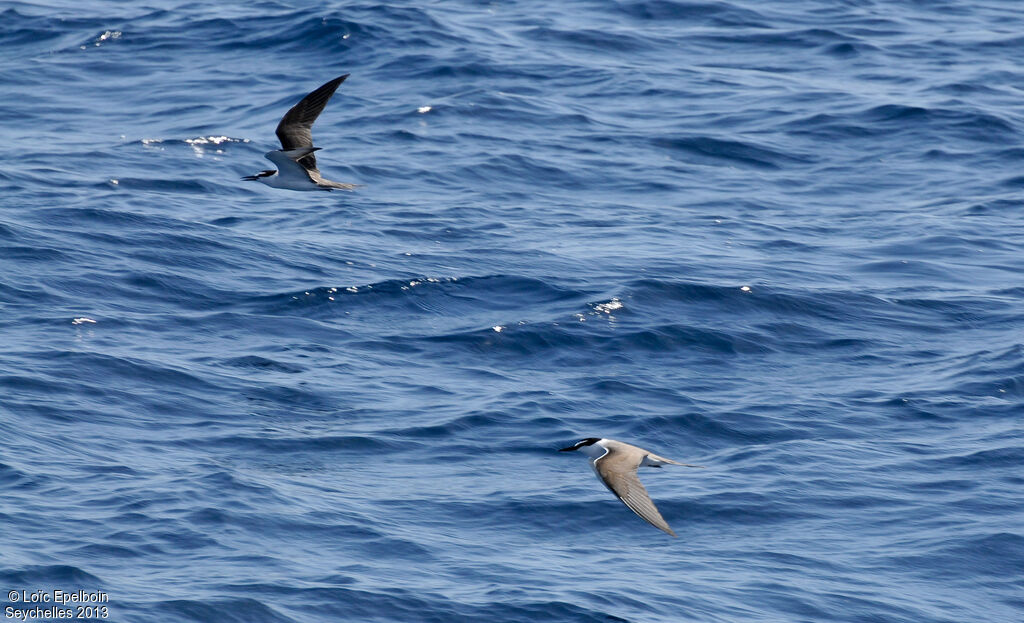 Bridled Tern