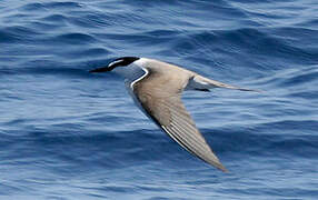 Bridled Tern