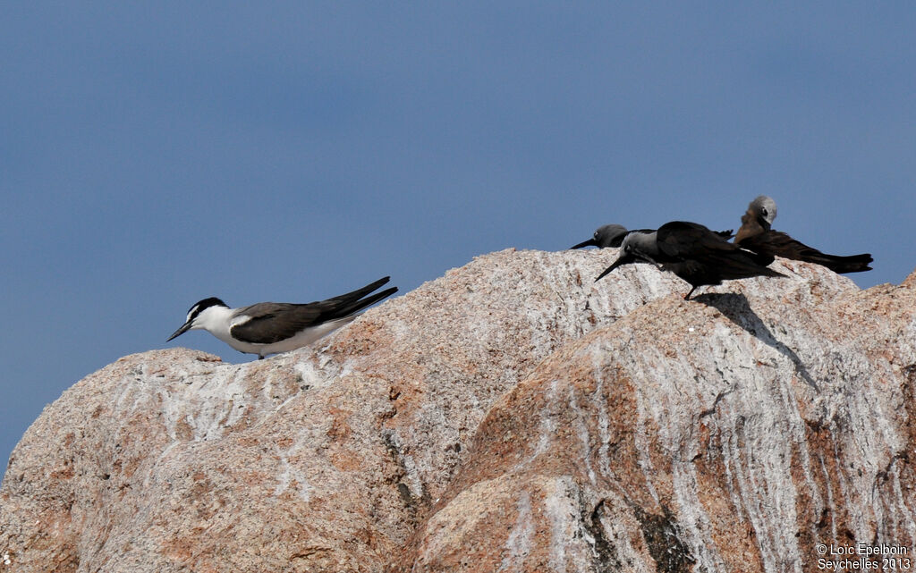 Bridled Tern