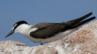 Bridled Tern