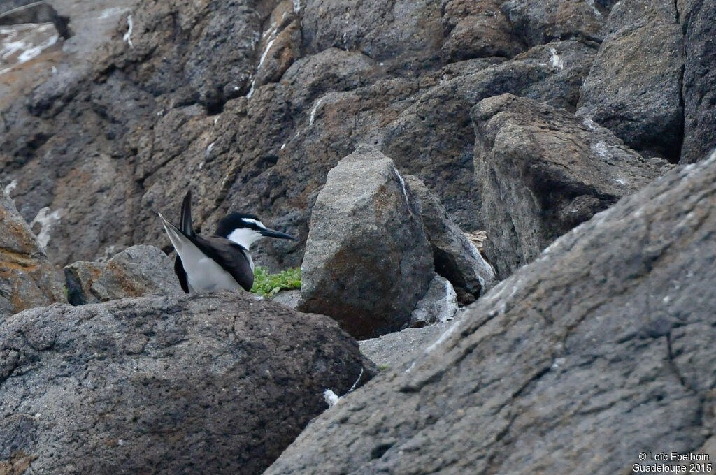 Bridled Tern