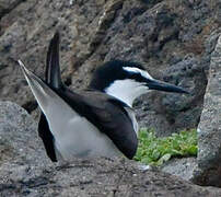 Bridled Tern