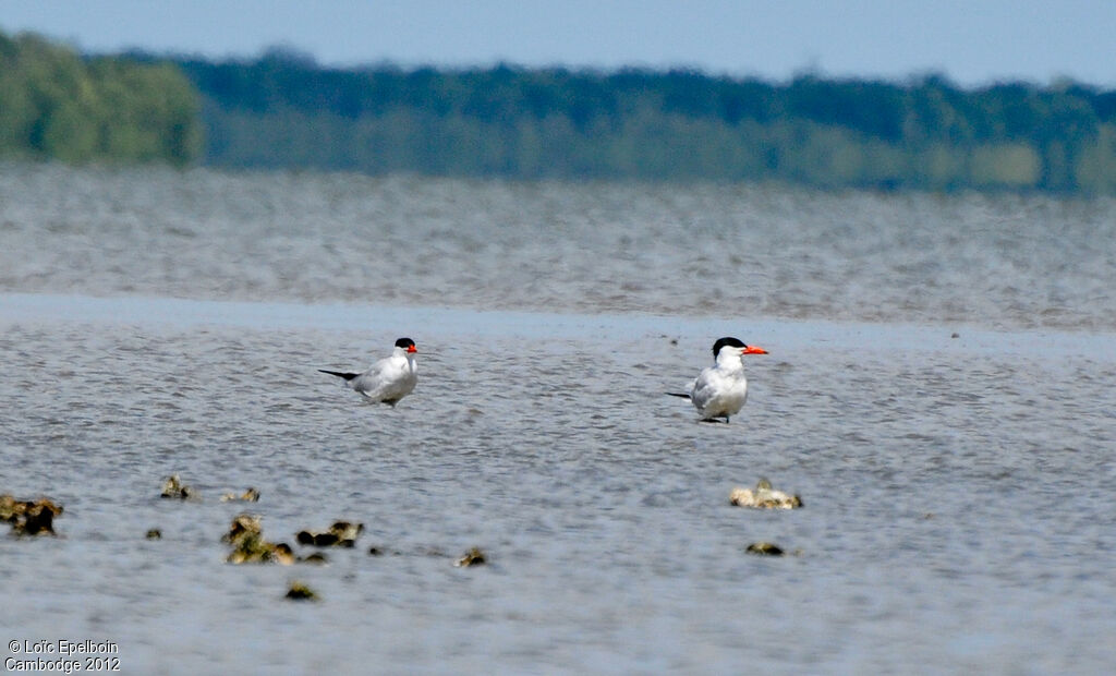 Caspian Tern