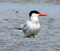 Caspian Tern