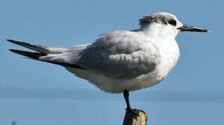 Sandwich Tern