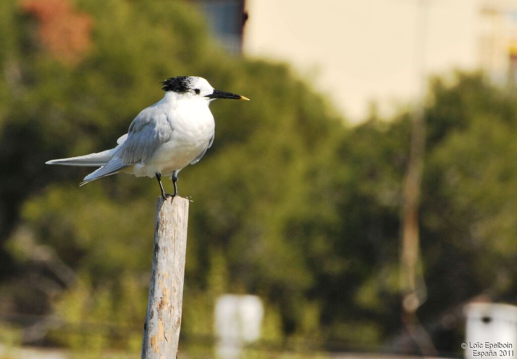 Sandwich Tern