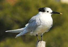 Sandwich Tern