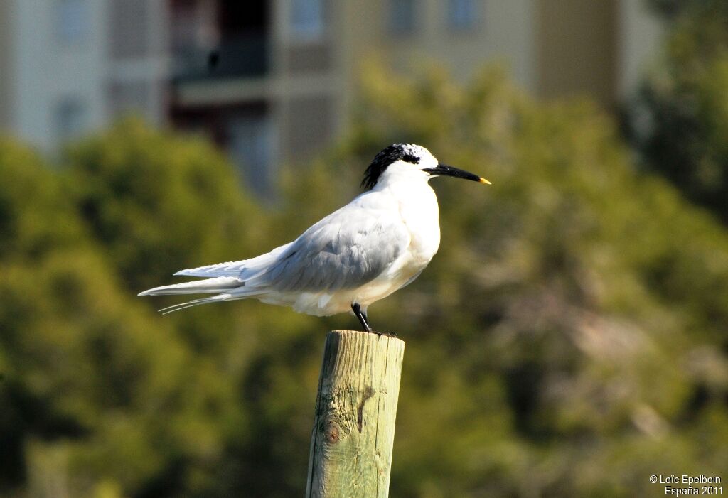 Sandwich Tern