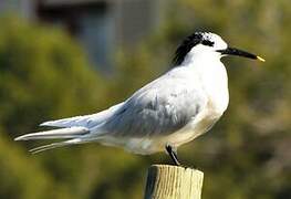 Sandwich Tern