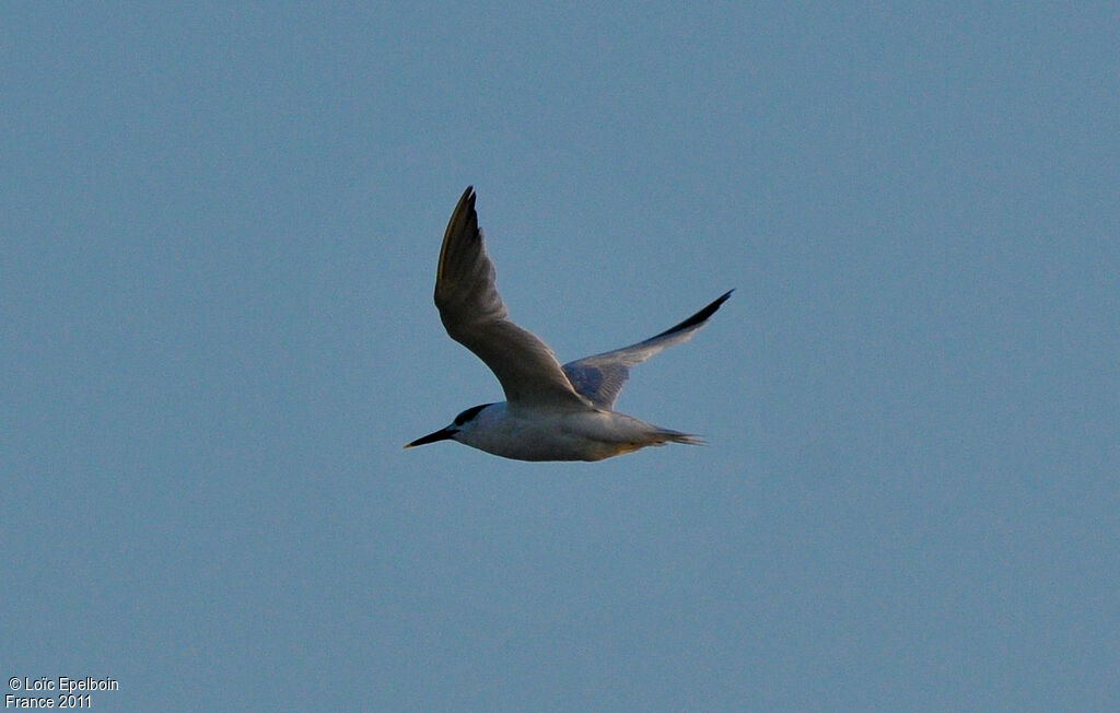 Sandwich Tern