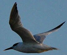 Sandwich Tern