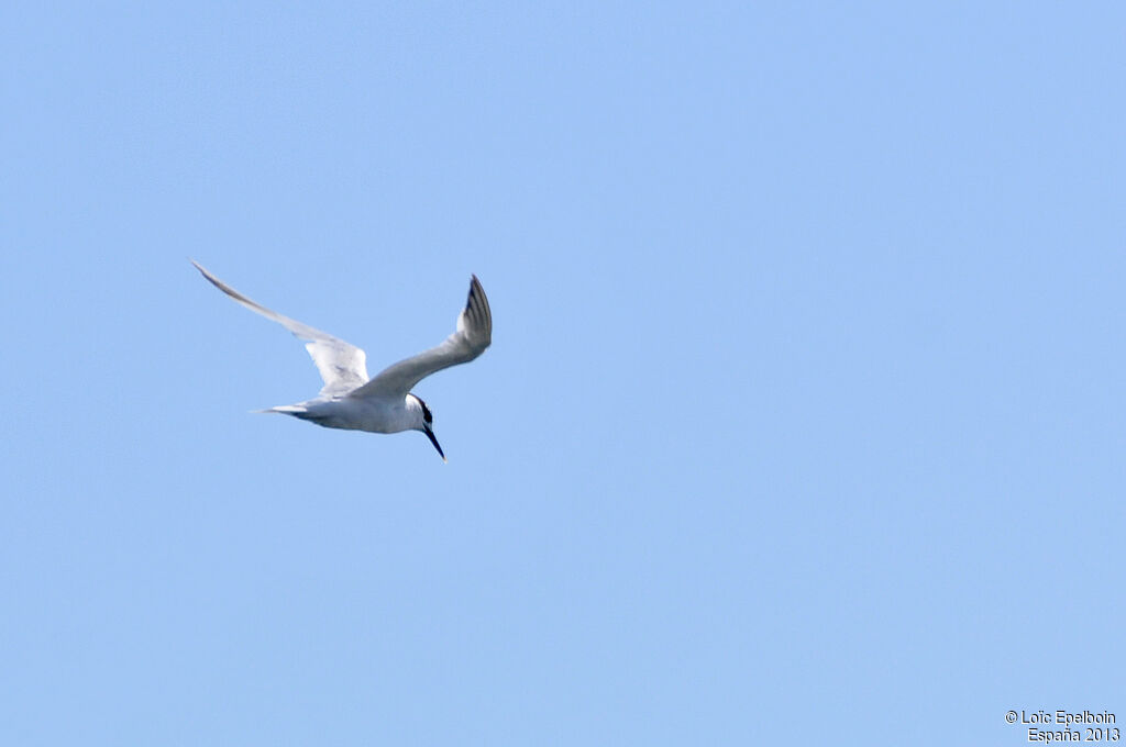 Sandwich Tern