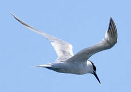 Sandwich Tern