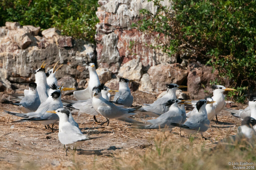 Cabot's Tern (eurygnathus)