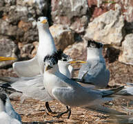 Cabot's Tern (eurygnathus)