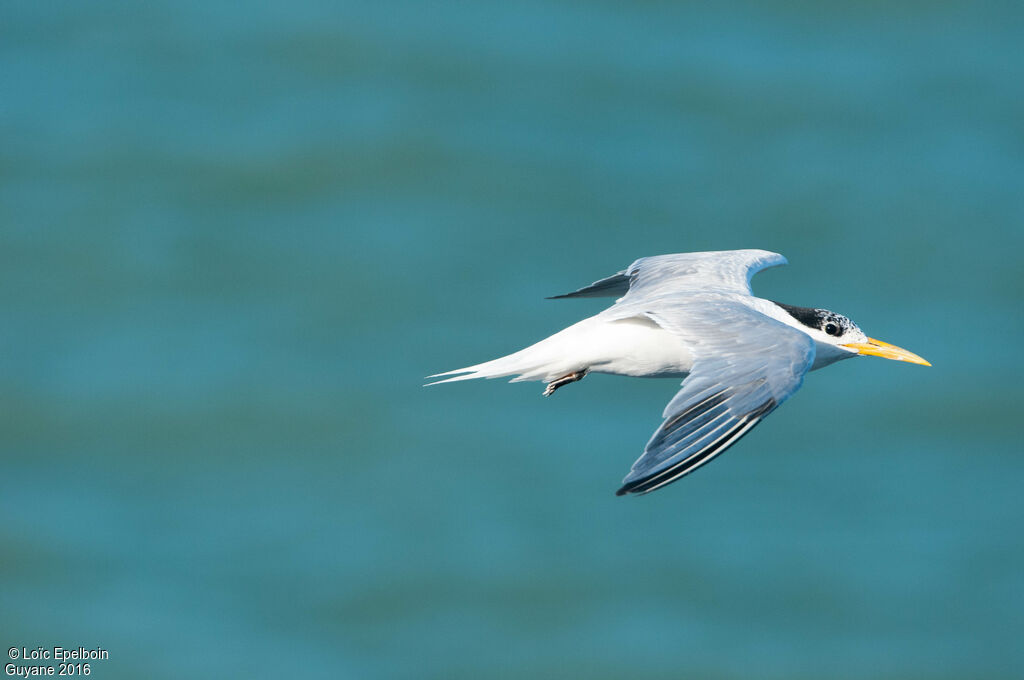 Cabot's Tern (eurygnathus)