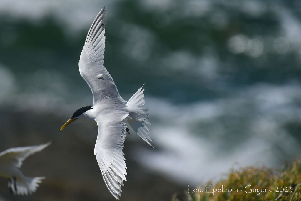 Cabot's Tern (eurygnathus)