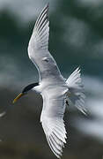 Cabot's Tern (eurygnathus)