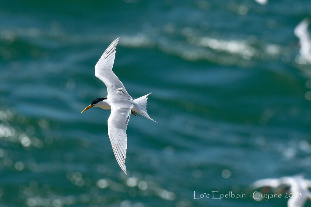 Cabot's Tern (eurygnathus)