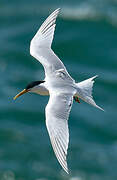 Cabot's Tern (eurygnathus)