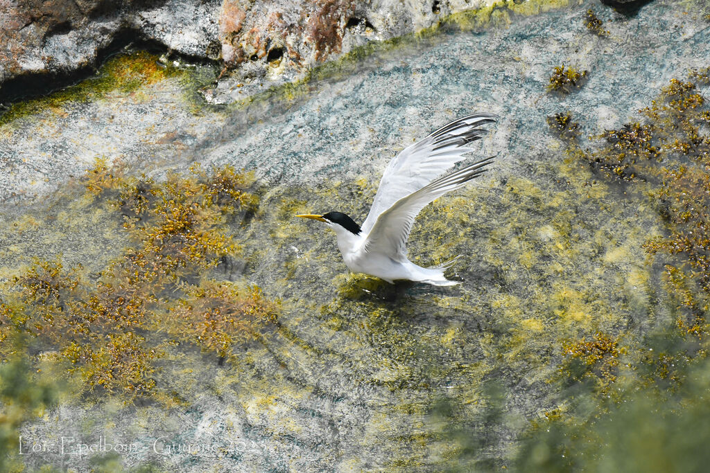 Cabot's Tern (eurygnathus)