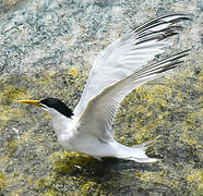 Cabot's Tern (eurygnathus)