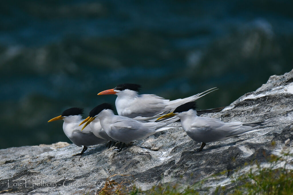 Cabot's Tern (eurygnathus)