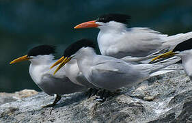 Cabot's Tern (eurygnathus)