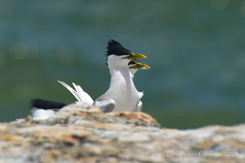 Cabot's Tern (eurygnathus)