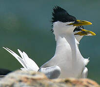 Cabot's Tern (eurygnathus)