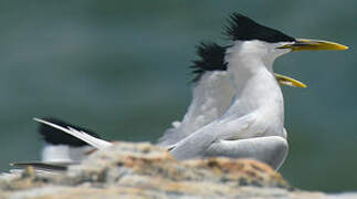 Cabot's Tern (eurygnathus)